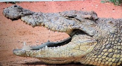 TARGET GARIPANI CROCODILE