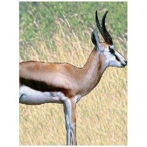 TARGET GARIPANI CHASA SPRINGBOK